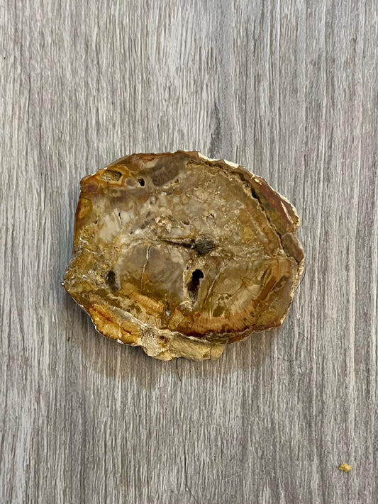 Petrified Wood