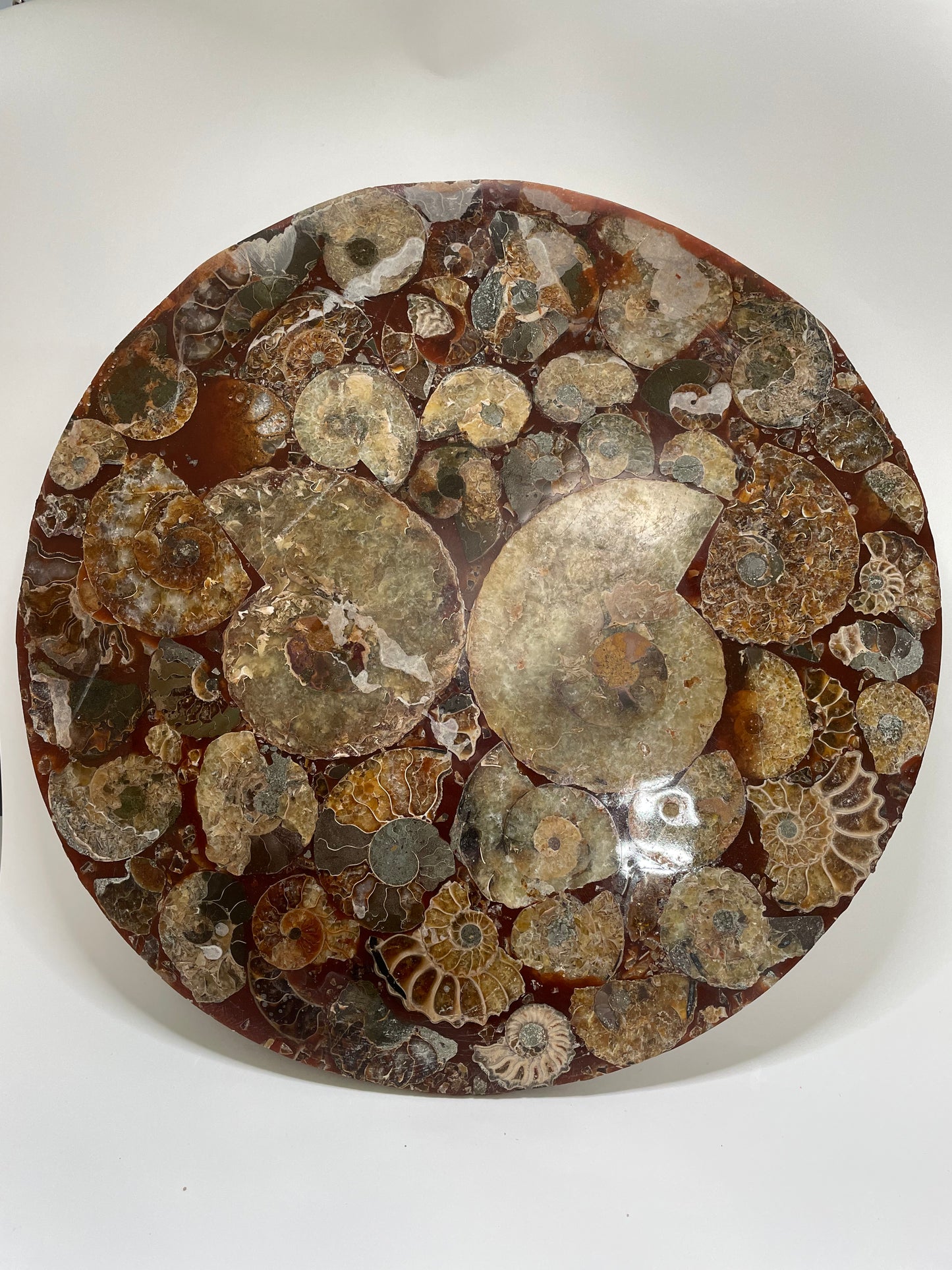 10 inch ammonite Disc