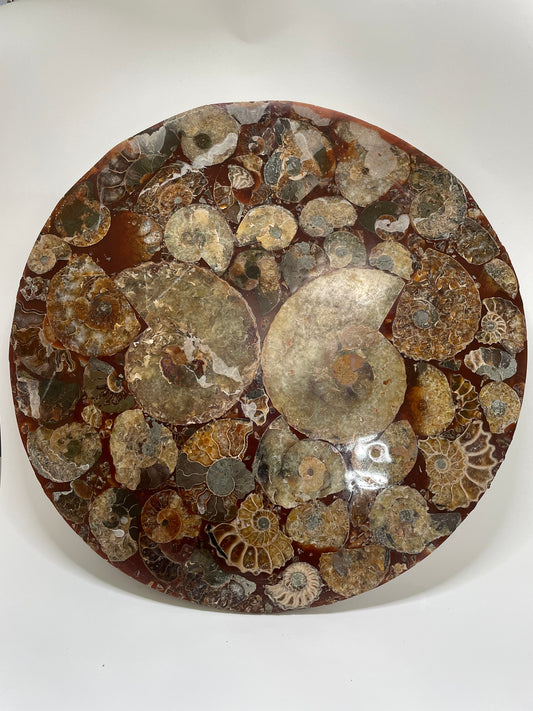 10 inch ammonite Disc