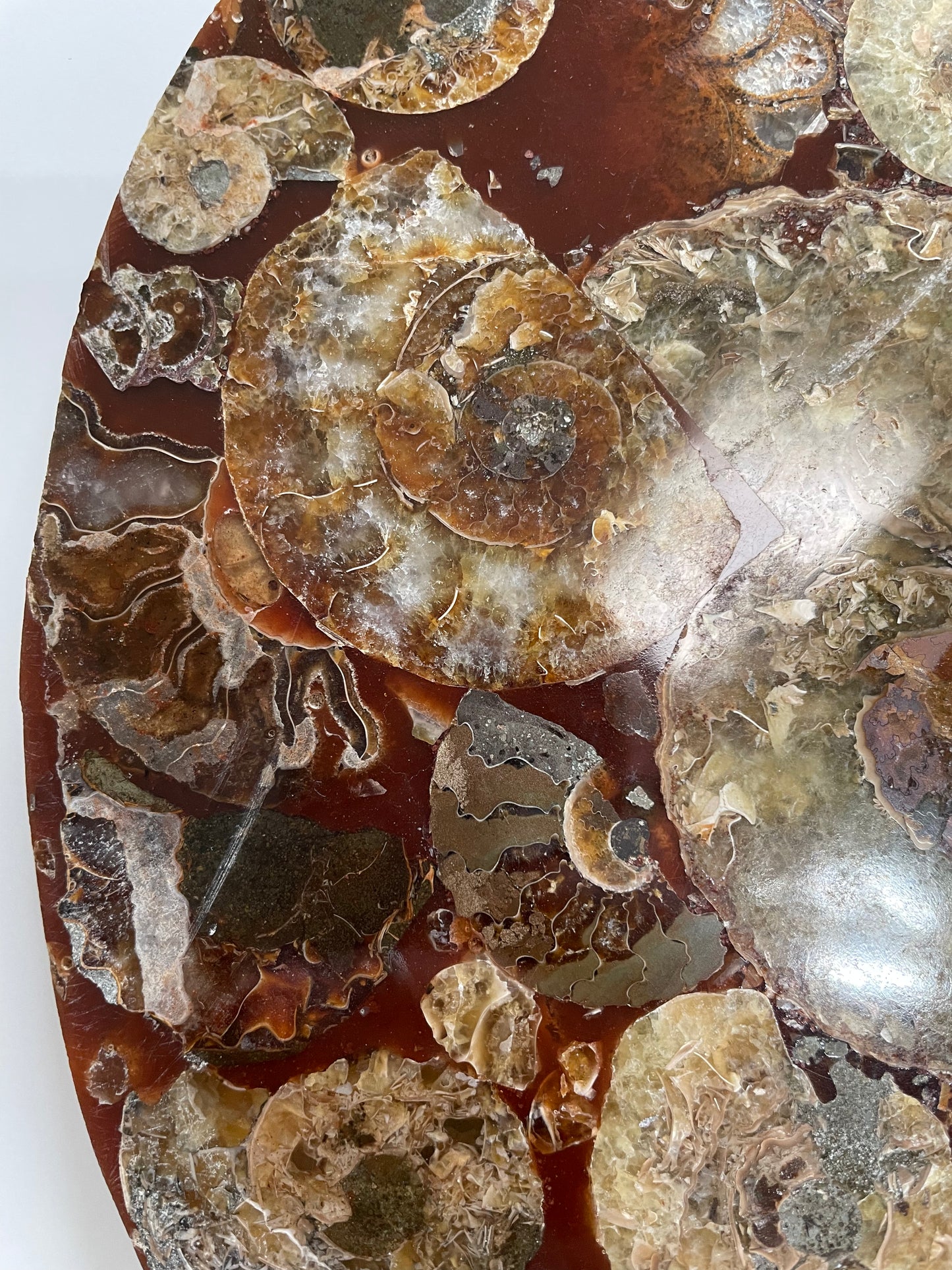 10 inch ammonite Disc
