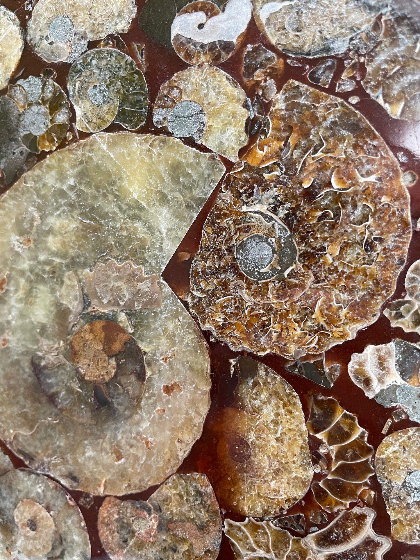 10 inch ammonite Disc