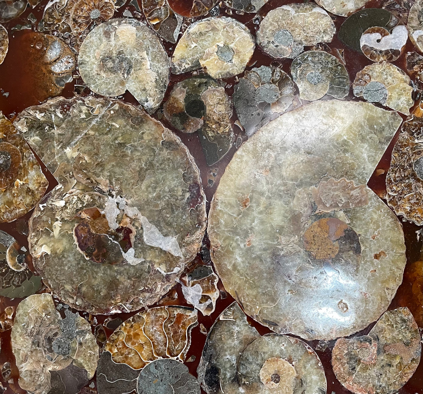 10 inch ammonite Disc