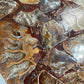 10 inch Ammonite Disc