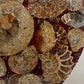 10 inch ammonite Disc