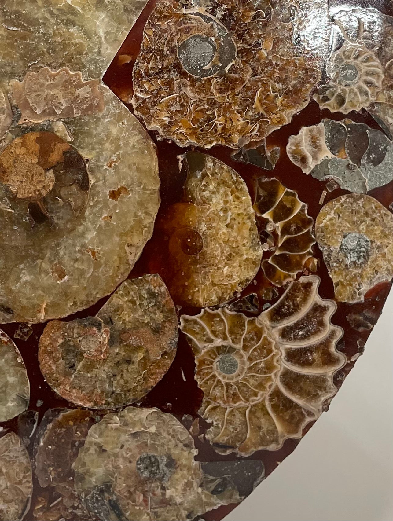 10 inch ammonite Disc