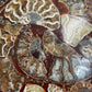 10 inch Ammonite Disc