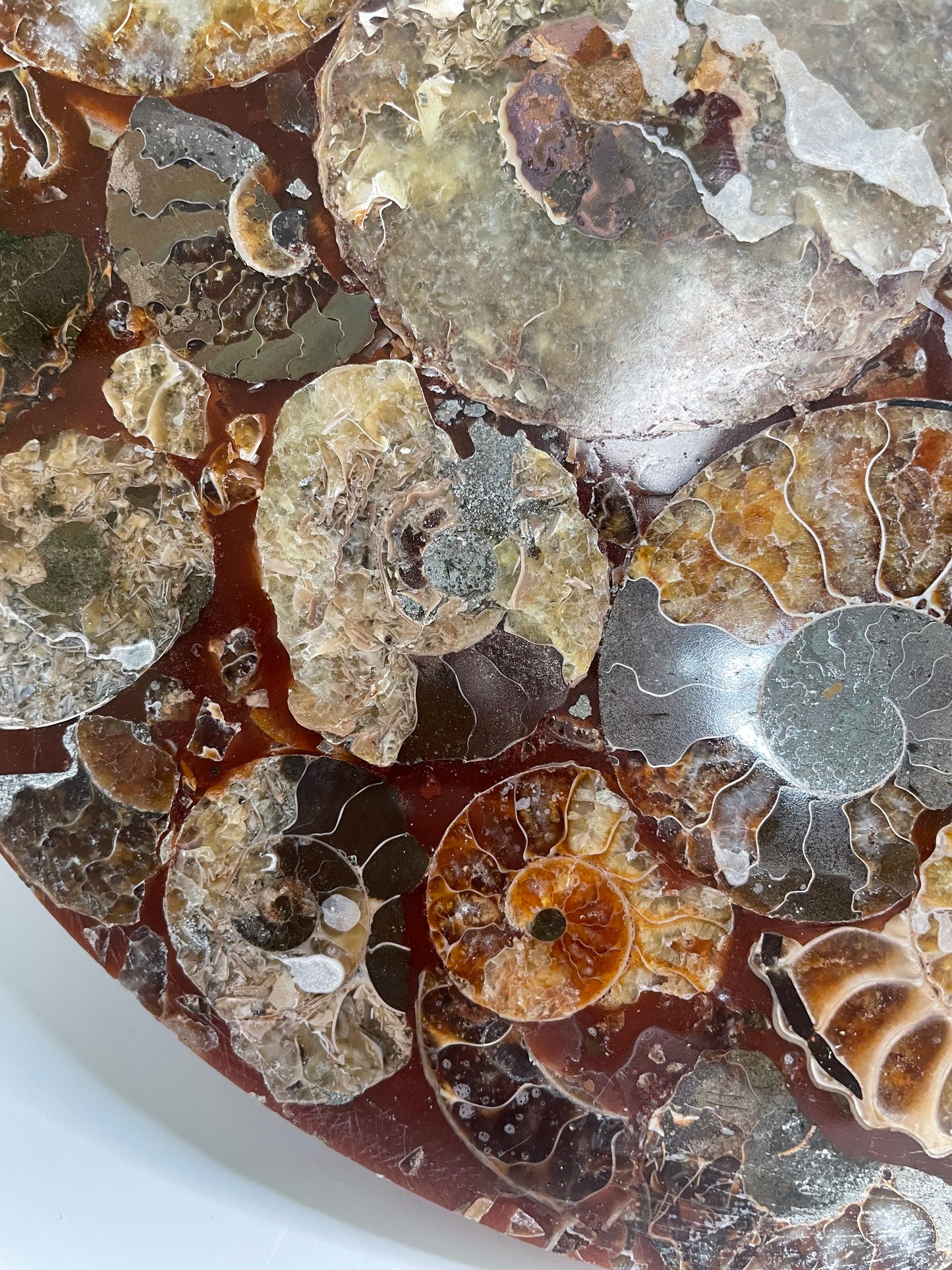 10 inch ammonite Disc