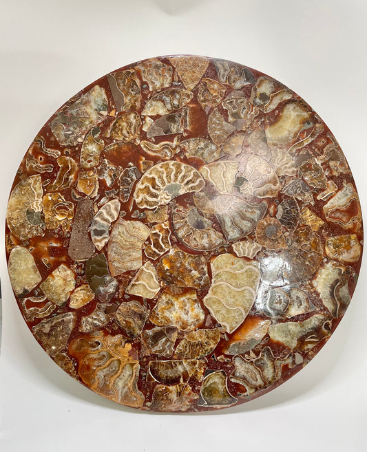 10 inch Ammonite Disc