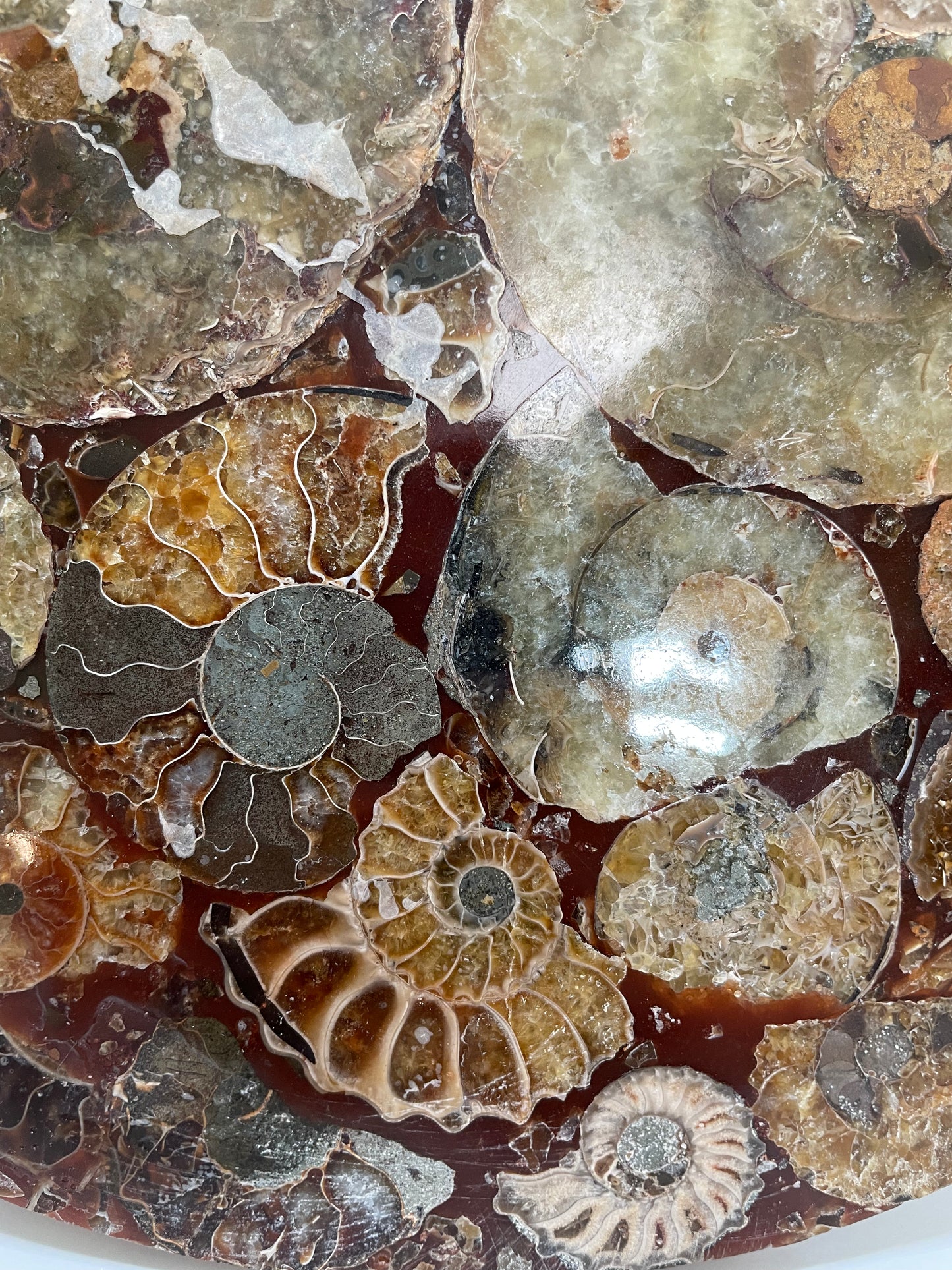 10 inch ammonite Disc