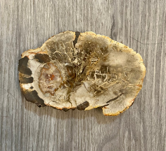 Petrified Wood